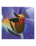 LOEWE Loewe Solo Elixir 50 Vap M
